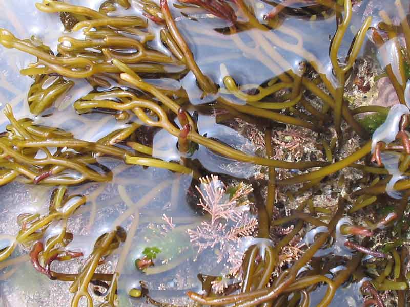 Bifurcaria bifurcata in shallow water.