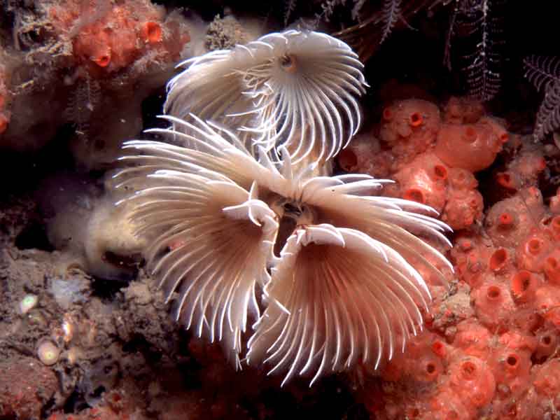 Image: Spiral fan worm Bispira volutacornis on rock covered by Dendrodoa grossularia.