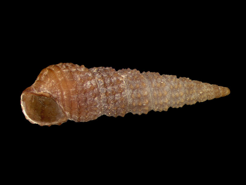 Apertural view of Bittium reticulatum.