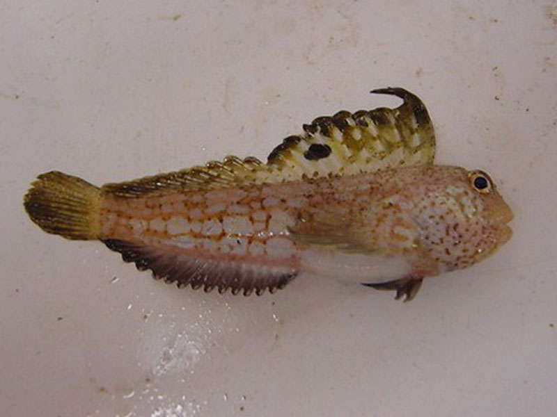 Image: Lateral view of Blennius ocellaris.