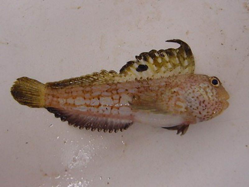 Lateral view of Blennius ocellaris.