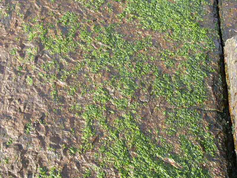 Blidingia minima on an exposed rock.