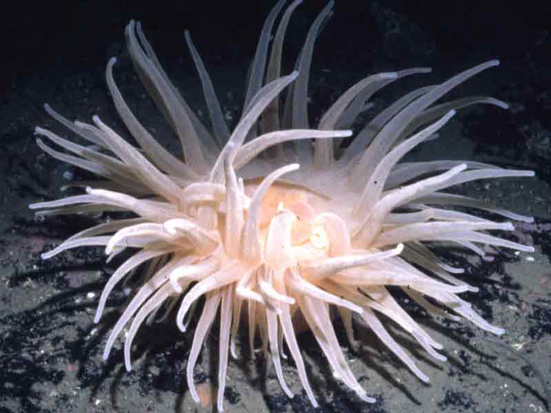 Individual photographed in Trondheim Fjord, Norway.