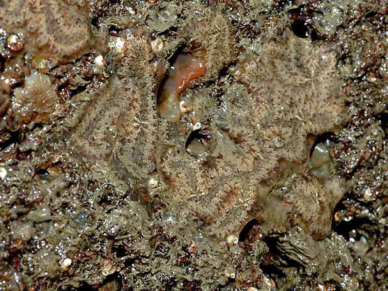 Image: Botrylloides leachii on bedrock.