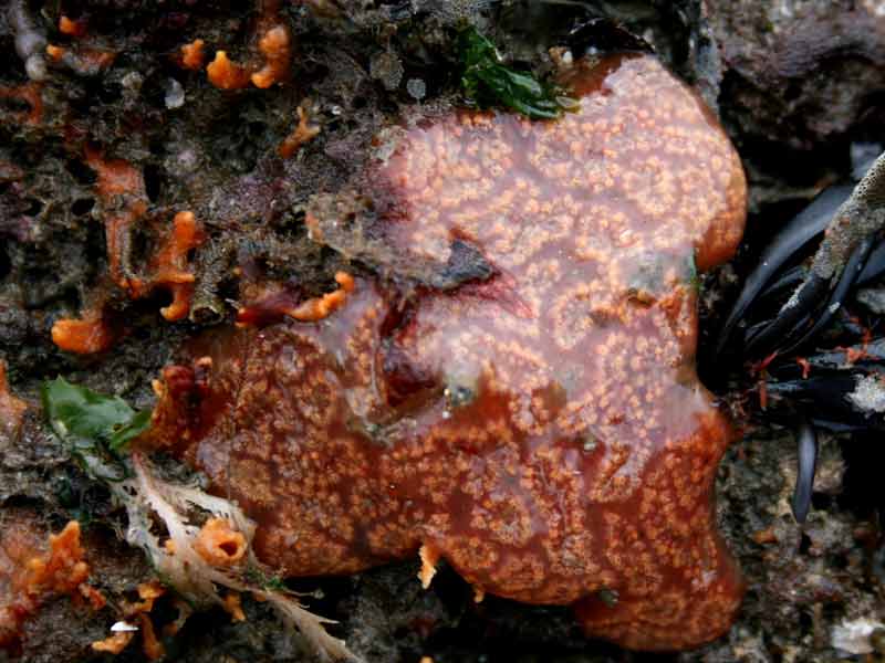 Botrylloides leachii under a boulder.