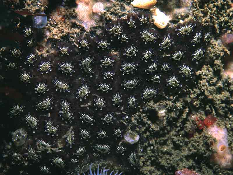 Colony of Botryllus schlosseri on rock.