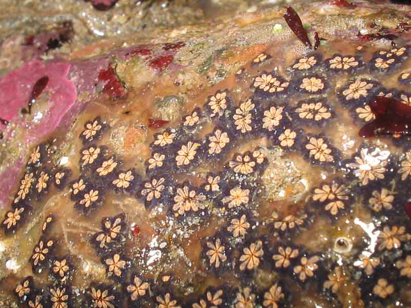 Botryllus schlosseri on a rocky shore.