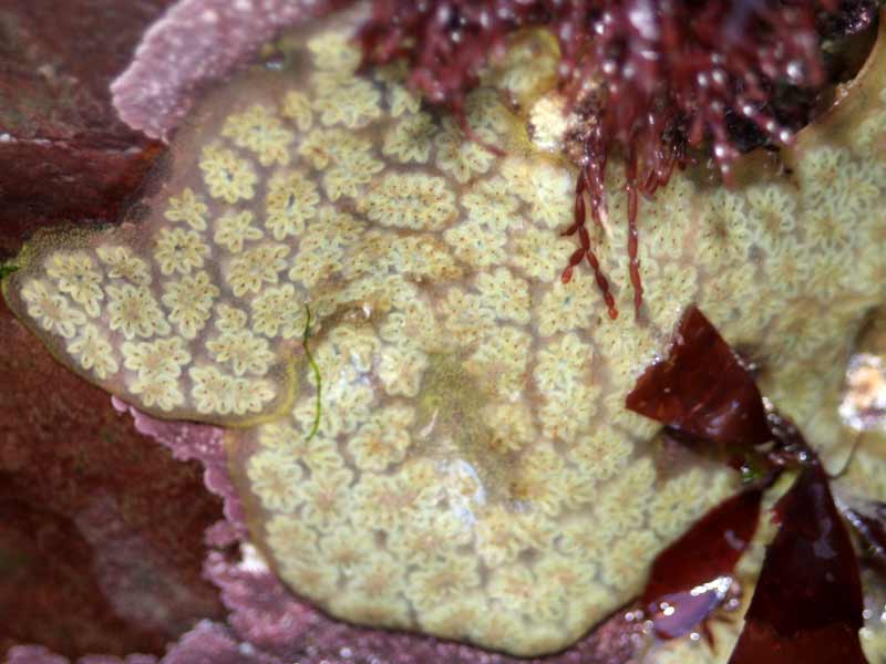 Botryllus schlosseri at Skomer Island.