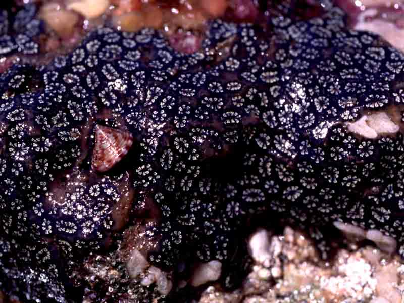 Botryllus schlosseri and Calliostoma zizyphinum.