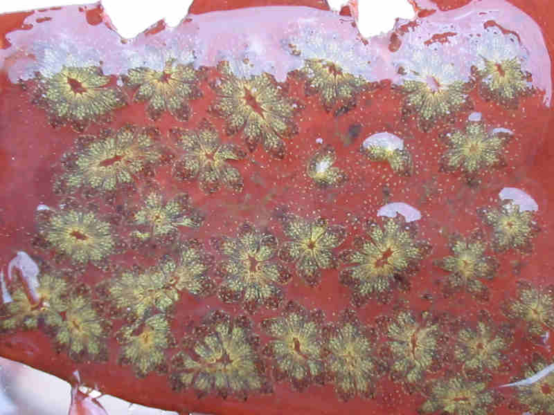Image: Botryllus schlosseri. Most likely a transparent colony growing on red algae.
