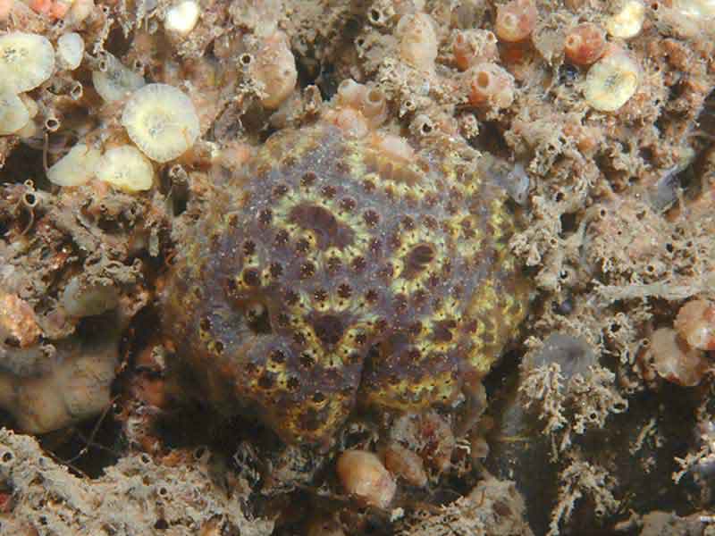 The colonial sea squirt Botryllus schlosseri.