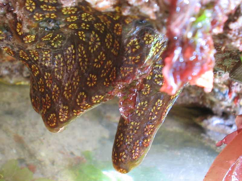 Botryllus schlosseri under an overhang.