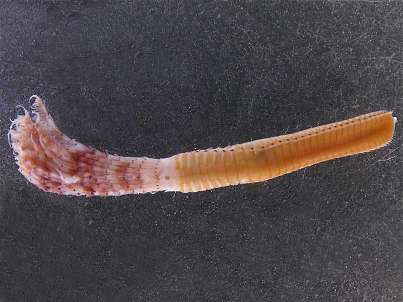 Branchiomma bombyx removed from its tube.