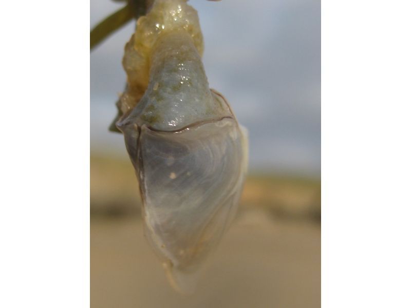 Buoy barnacle Dosima fascicularis