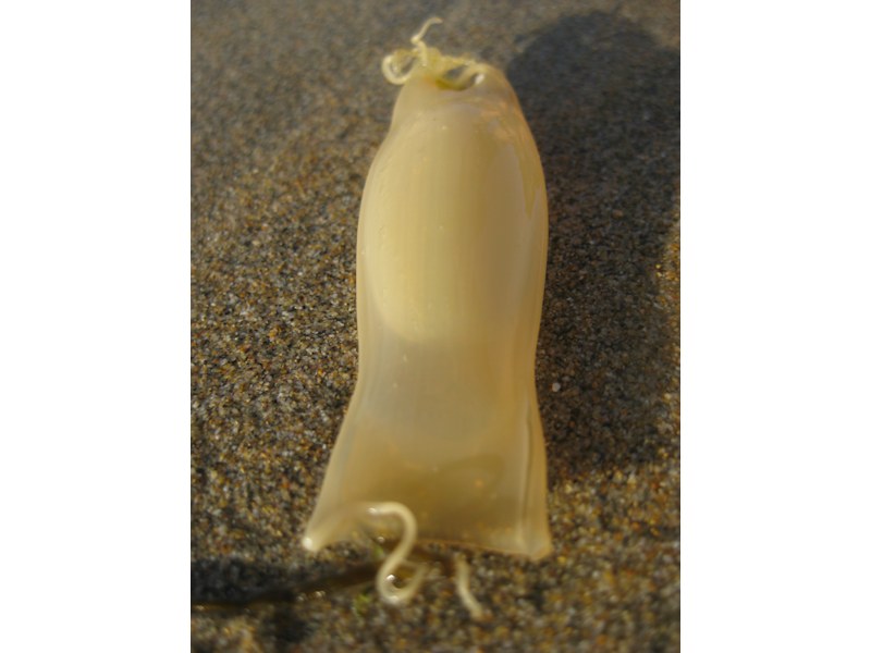 Washed up empty egg case of Scyliorhinus canicula