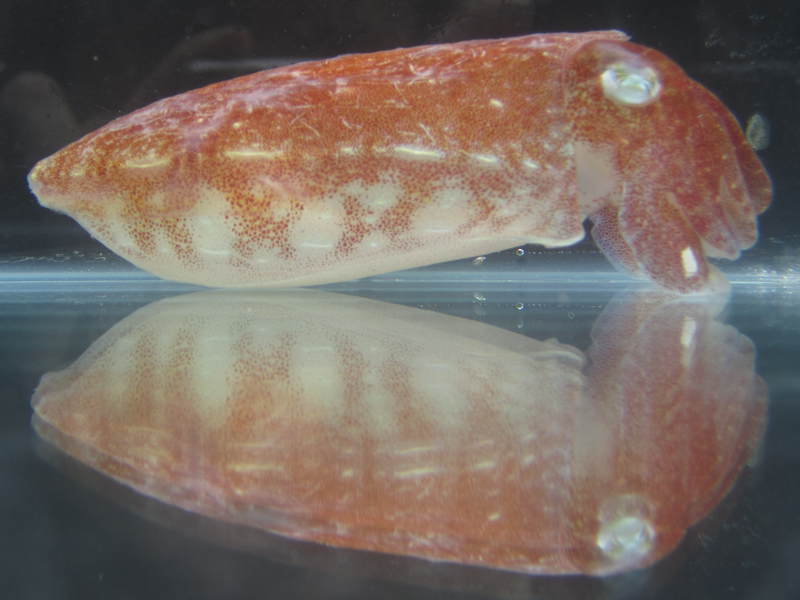 Side view of Sepia elegans