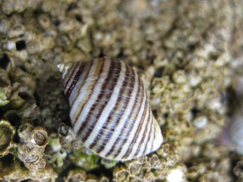 Brown and white striped Nucella lapillus on barnacles