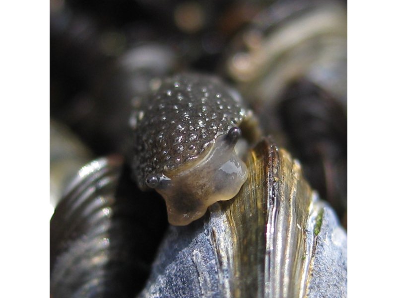 Anterior view of a Celtic sea slug Onchidella celtica on  Mytilus edulis