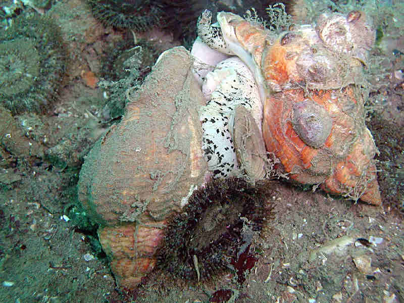 Two Buccinum undatum individuals in what appears to be a mating position.