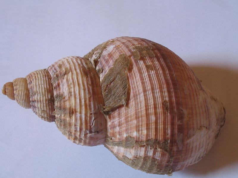 Image: Buccinum undatum shell against a blue background.