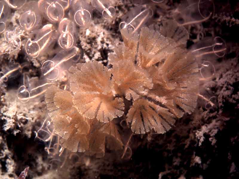 Colonies of Bugulina flabellata.