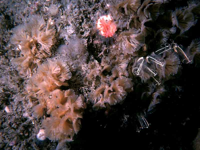 Image: Bugulina flabellata and cup corals.