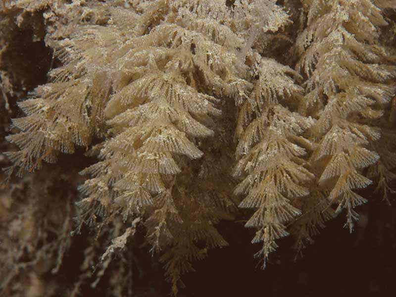 Crisularia plumosa at Firestone Bay in Plymouth Sound.