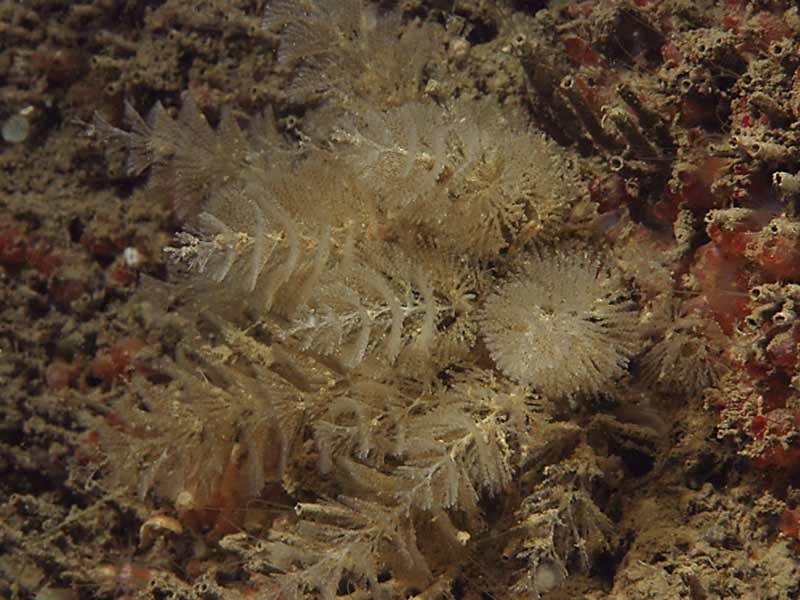 Crisularia plumosa at Firestone Bay in Plymouth Sound.