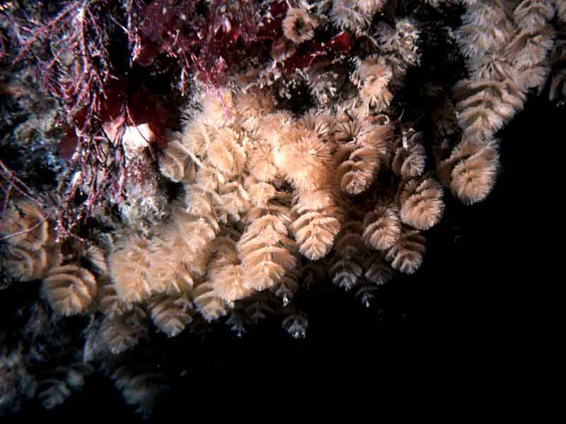 Colonies of Bugulina turbinata on overhang.