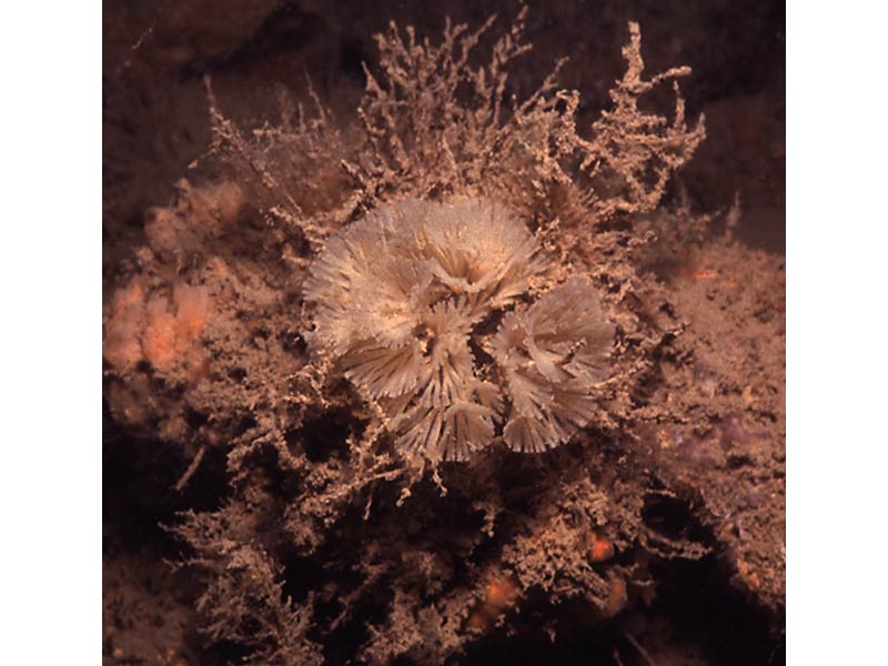 The bryozoans Bugulina turbinata and Bowerbankia spp.