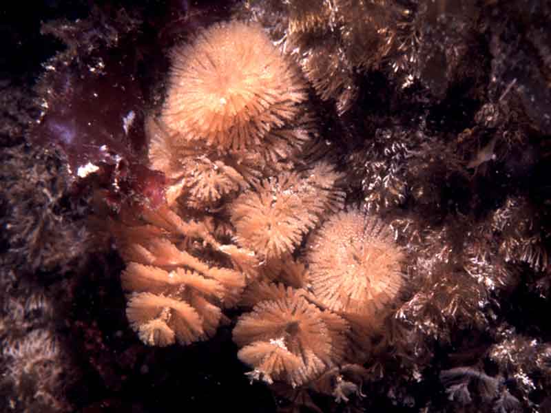 Colonies of Bugulina turbinata.