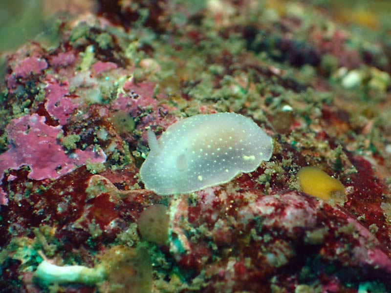 Cadlina laevis with encrusting red algae at Doune, Scotland.