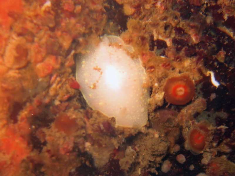 Cadlina laevis in the Scilly Isles.