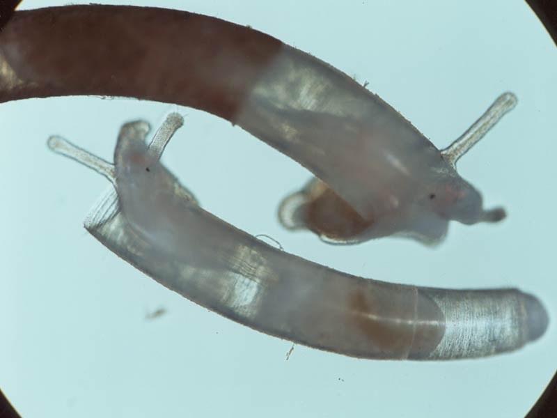 Two specimens of Caecum armoricum. The smaller specimen has laid down a new septum preparatory to breaking off the empty part of the shell.