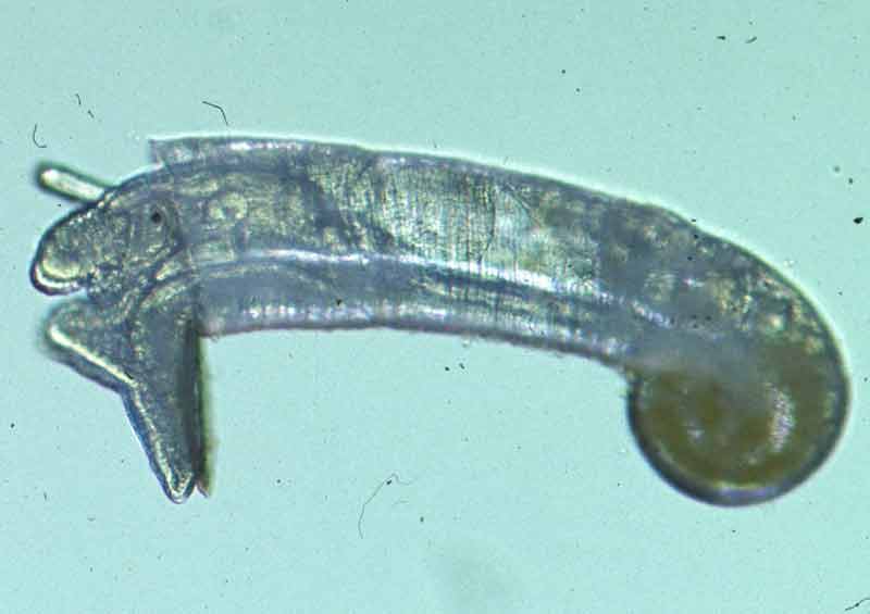 Post larval juvenile of Caecum armoricum. Whole animal and shell, showing protoconch and operculum.