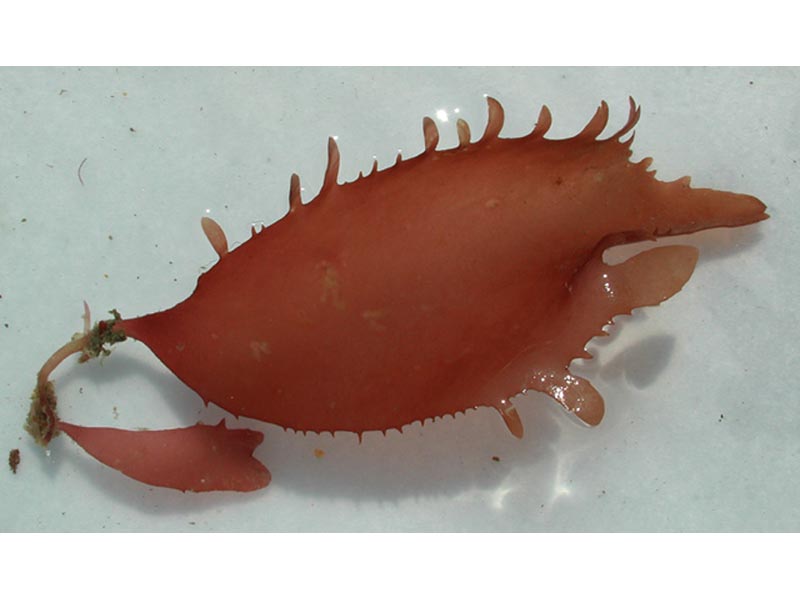 Specimen of Calliblepharis ciliata in dish.