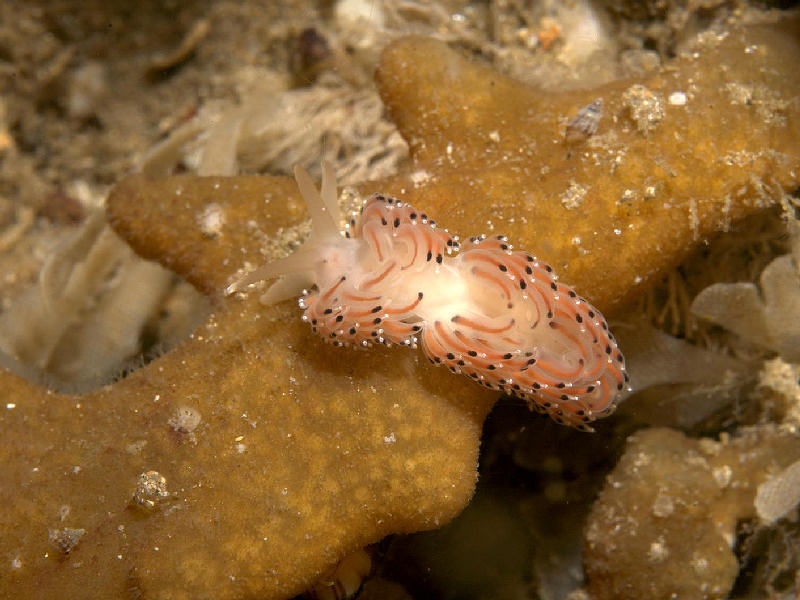 Image: Caloria elegans from a rocky reef area, Co Antrim.