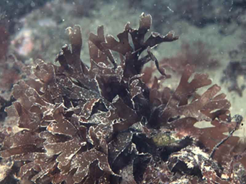 Metacallophyllis laciniata on shallow cobbles.