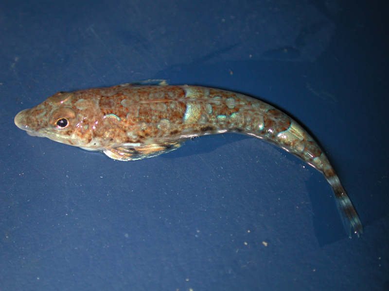 Dorsal view of Callionymus lyra highlighting colouration.