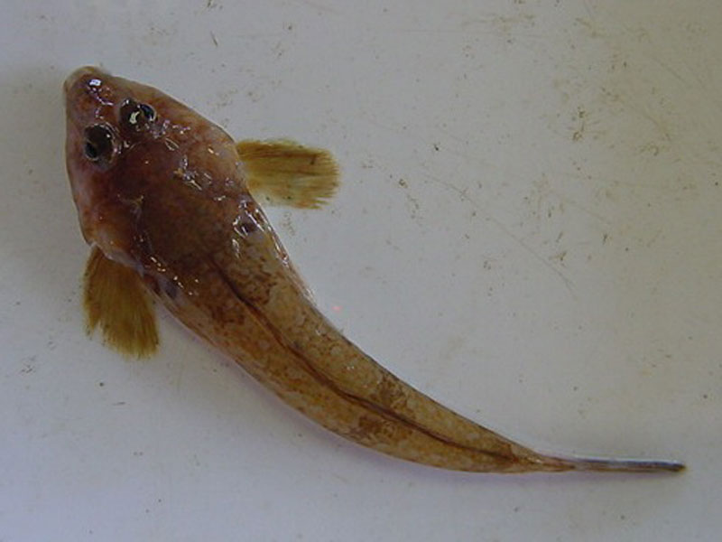 Dorsal view of Callionymus lyra.