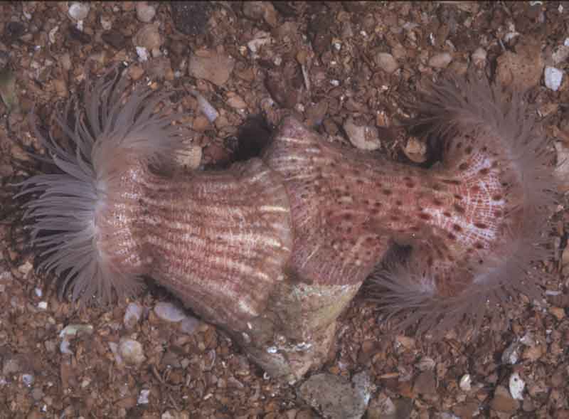 Two anemones on Buccinum shell. Aquarium photograph.