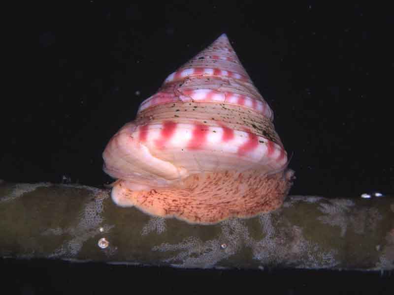 Image: Painted top shell