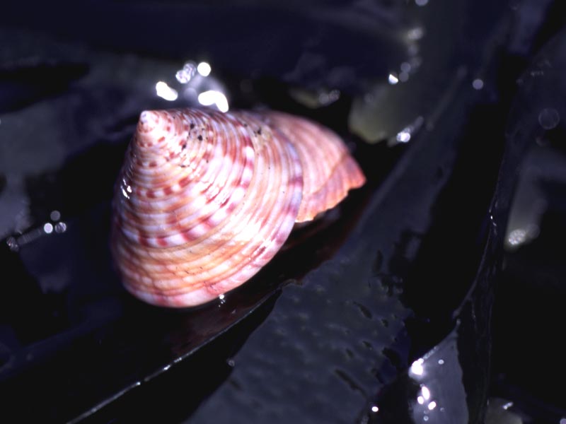 Calliostoma zizyphinum.