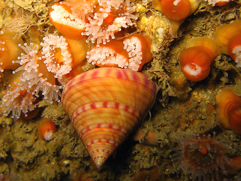 Calliostoma zizyphinum with Corynactis viridis on the Manacles, southwest Cornwall.