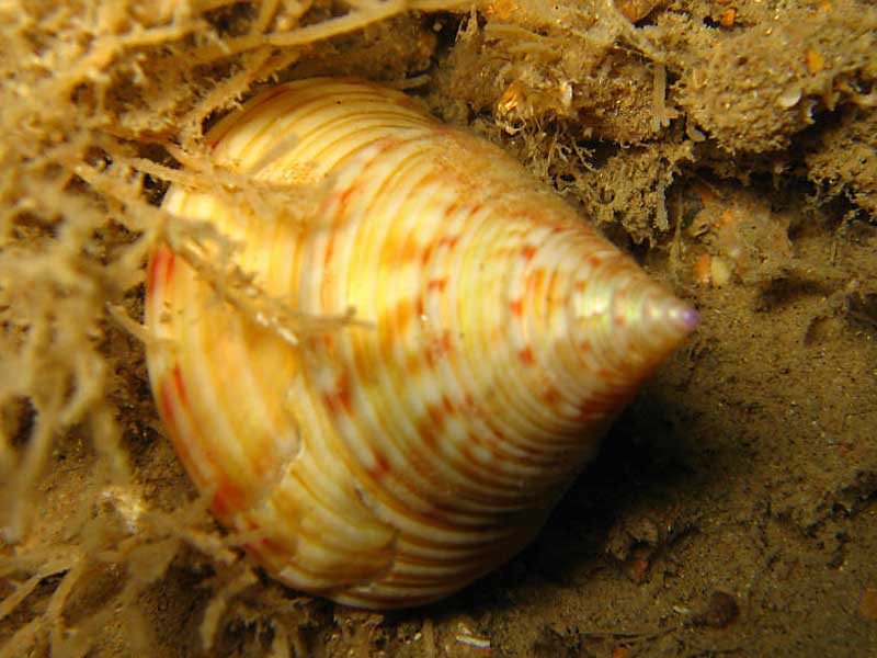 Calliostoma zizyphinum in Lyme Bay, Devon.