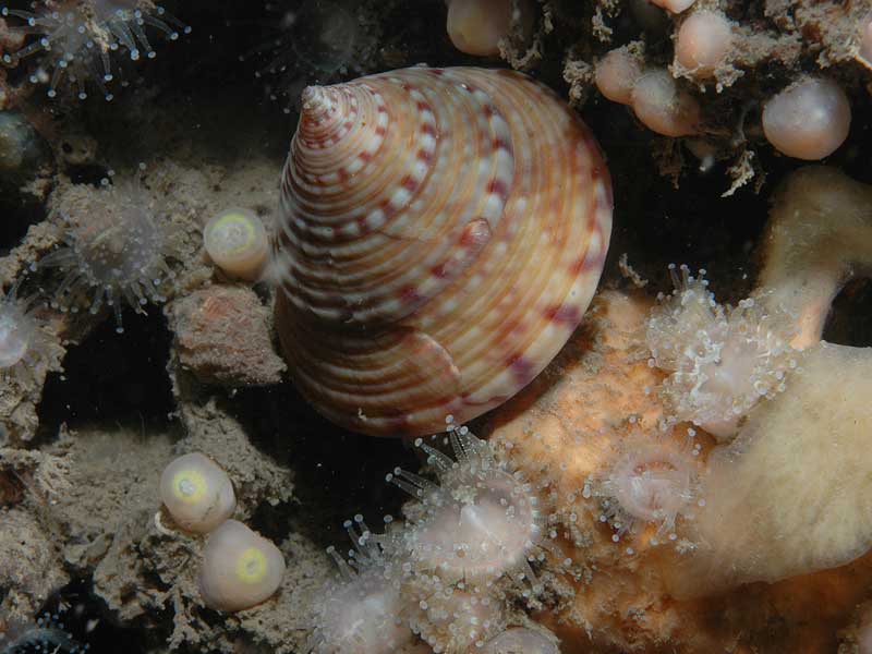 Lone Calliostoma zizyphinum at Firestone.