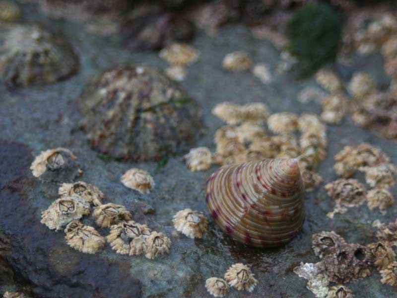 Image: Calliostoma zizyphinum on a rock amongst barnacles and limpets.