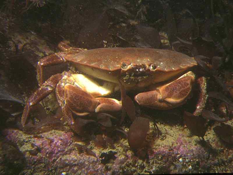 Cancer pagurus, edible crab.