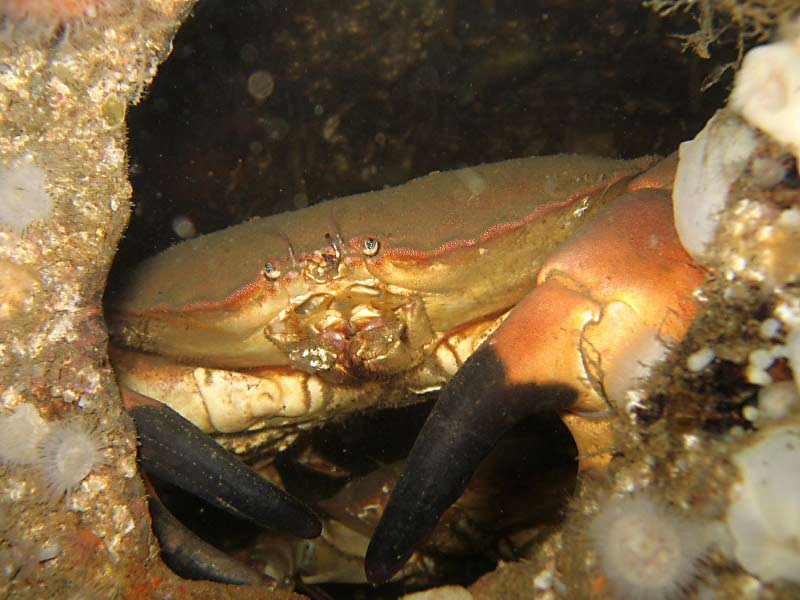 Cancer pagurus at Scapa Flow, Orkneys.