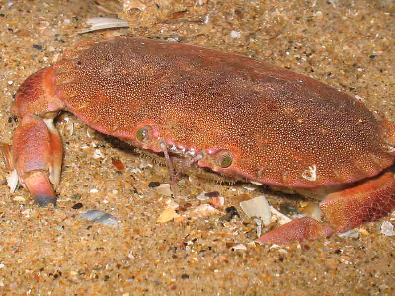 The edible crab Cancer pagurus burrowing into sandy substratum.